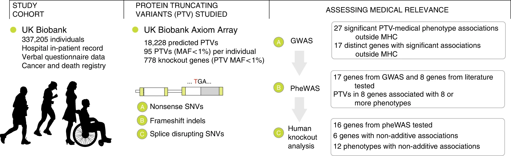Medical relevance of protein-truncating variants across 337,205 individuals in the UK Biobank study